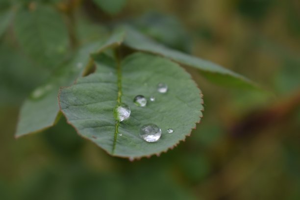 绿色的离开图片下载