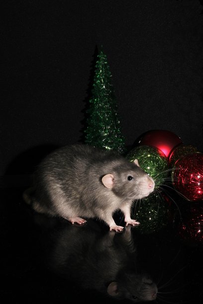 灰色的老鼠。新2020年。鼠年的象征。圣诞装饰品。恭贺新年快乐。新年假期的概念。圣诞装饰品。图片下载
