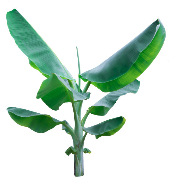 香蕉树图片下载