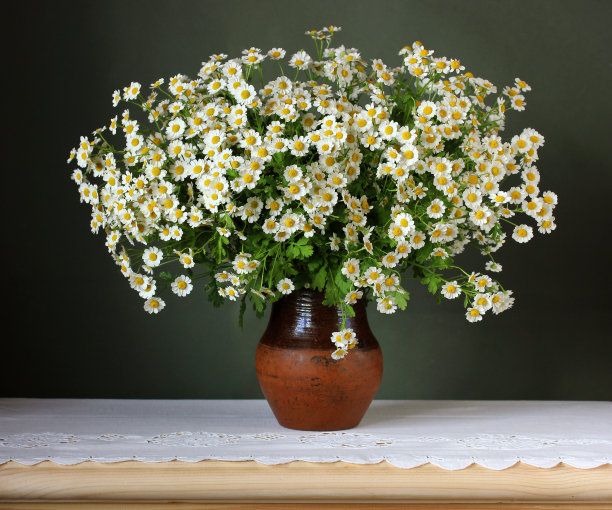 一束绿色背景上的白色雏菊。图片下载