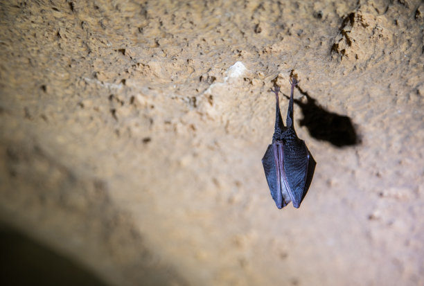 蝙蝠倒挂在山洞的天花板上。图片下载