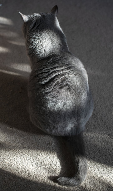 阳光下地毯上的猫图片下载