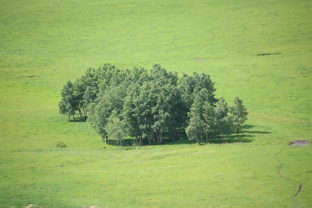 一片开阔的田野中央的一片绿树林图片下载