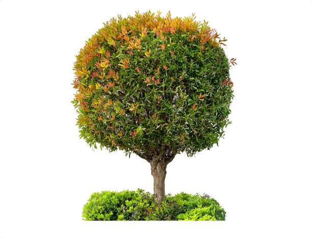 Circle-trimmed迷你树图片下载