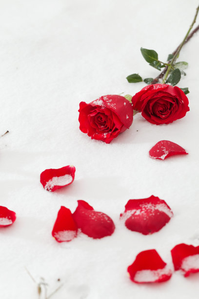 雪中的玫瑰图片下载