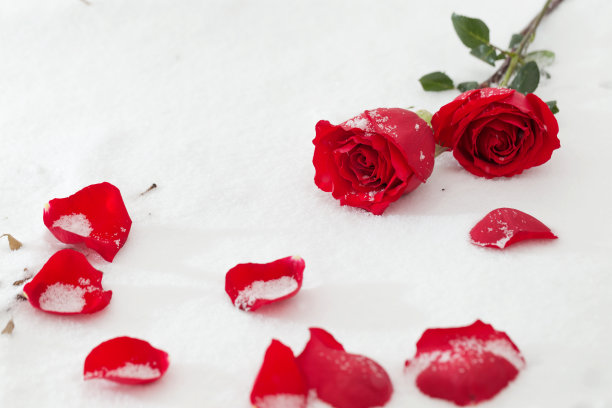 雪中的玫瑰图片下载