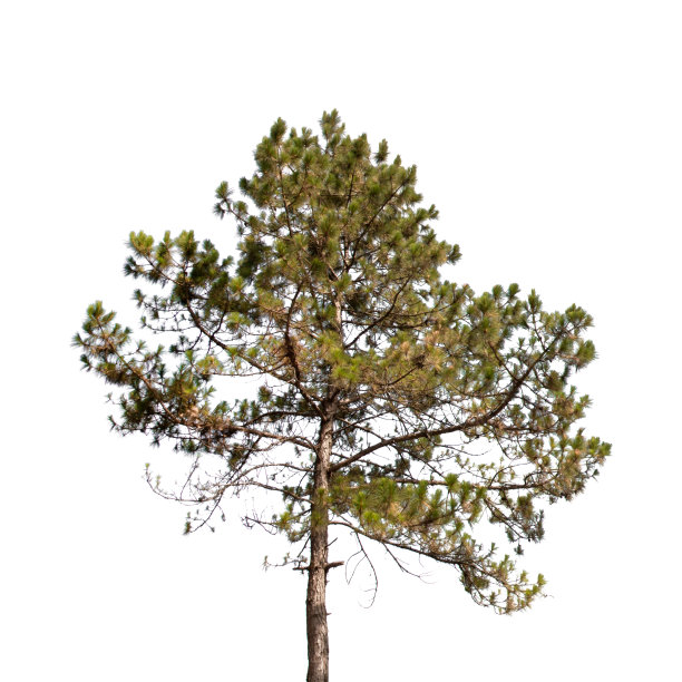 松树孤立在白色背景修剪路径图片下载