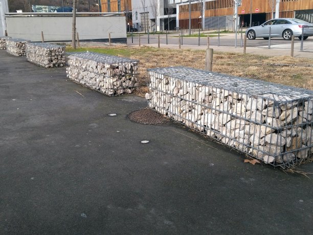 城市里的格宾鱼图片下载