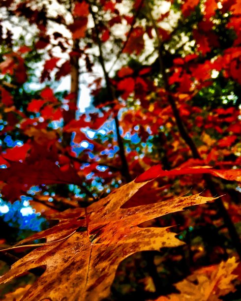 秋天的精神图片下载