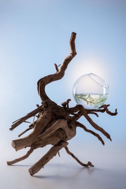 用树枝状浮木和玻璃碗中的一株植物组成图片下载