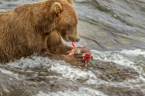在美国阿拉斯加州的一条河里，一只正在吃鲑鱼的阿拉斯加灰熊。图片下载