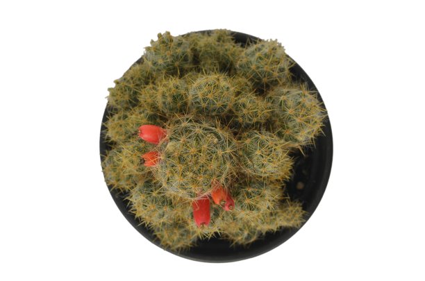 仙人掌孤立在白色背景上图片下载