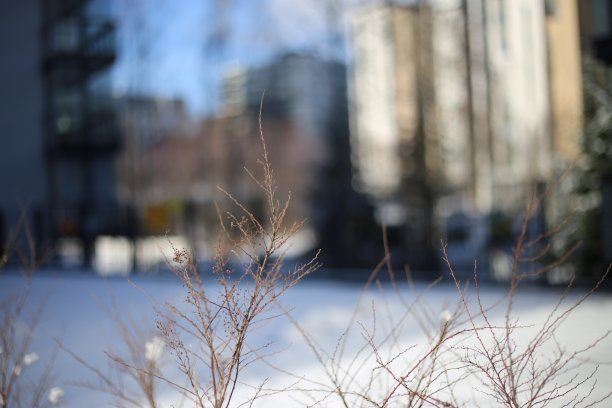 树枝在一个阳光明媚的冬日图片下载