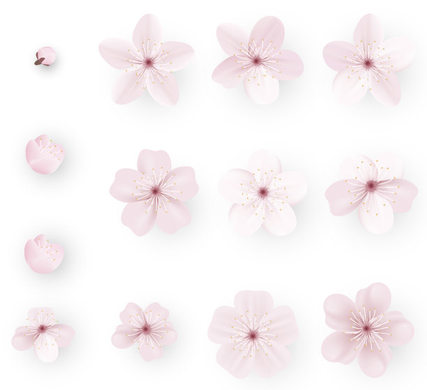 写实的樱花或樱花;日本春花樱花;粉红色的樱花。图片下载