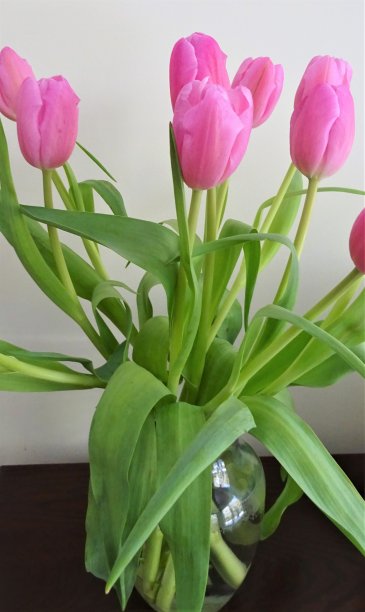 粉色郁金香-第一部分图片下载