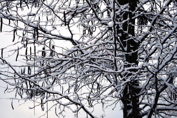 风景如画的树枝上挂满了雪，背景是美丽的房子，一座城堡在仙雾中。冬天美丽的黑色树木的剪影。图片下载