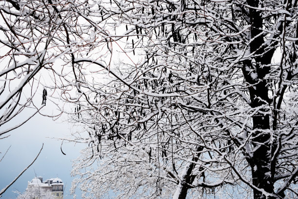 风景如画的树枝上挂满了雪，背景是美丽的房子，一座城堡在仙雾中。冬天美丽的黑色树木的剪影。图片下载