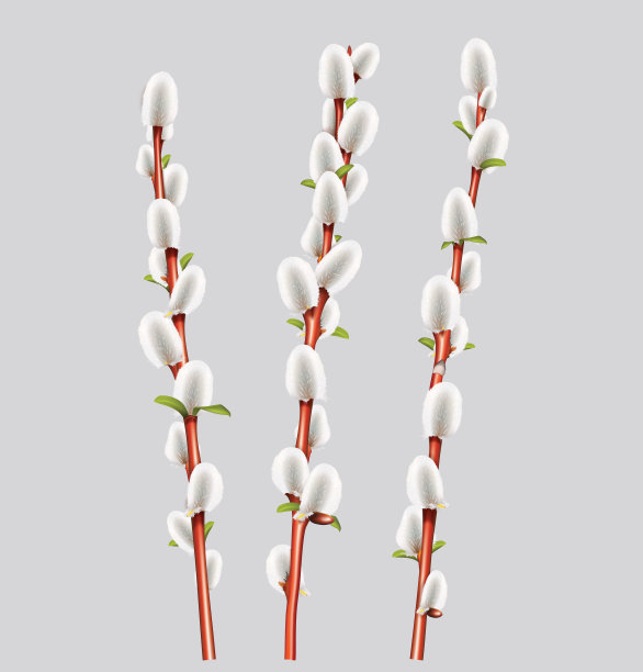 春枝柳絮，叶绿。矢量图图片下载