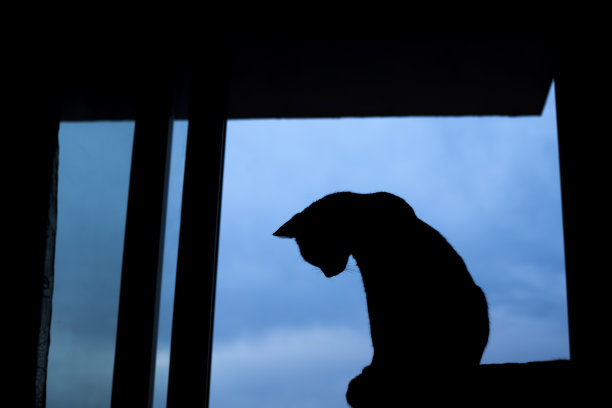 宠物动物;虎斑猫室内剪影照片。图片下载