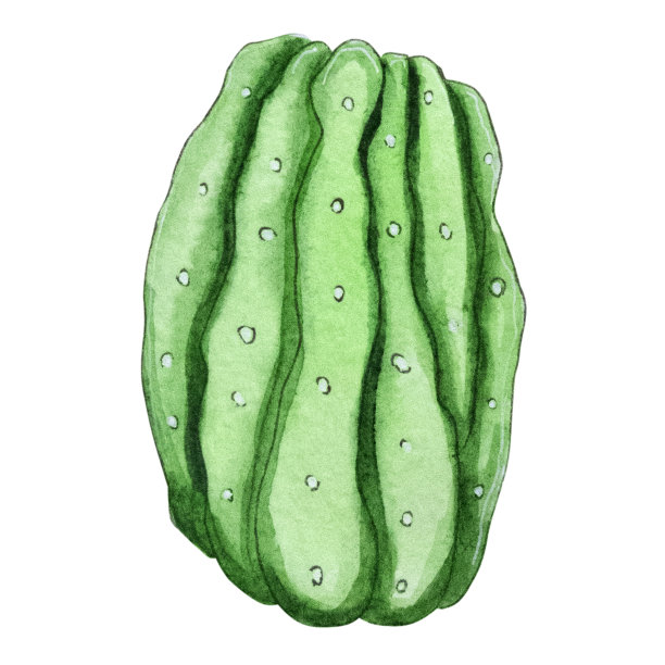 水彩手绘仙人掌植物孤立的白色背景。图片下载