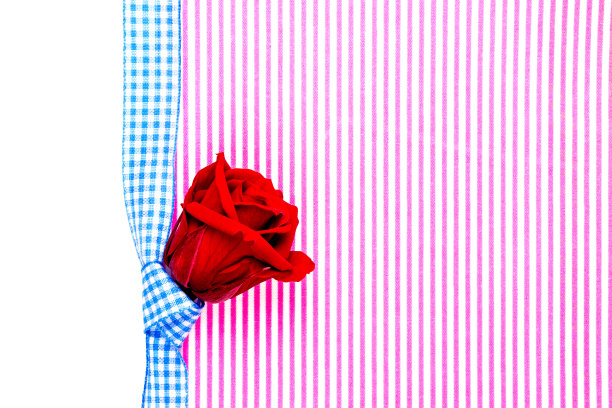 情人节或祝贺礼品卡的粉红色和白色纹理的背景与蓝色缎带和一个红玫瑰在中间图片下载