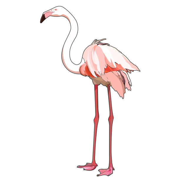 白色的火烈鸟图片下载