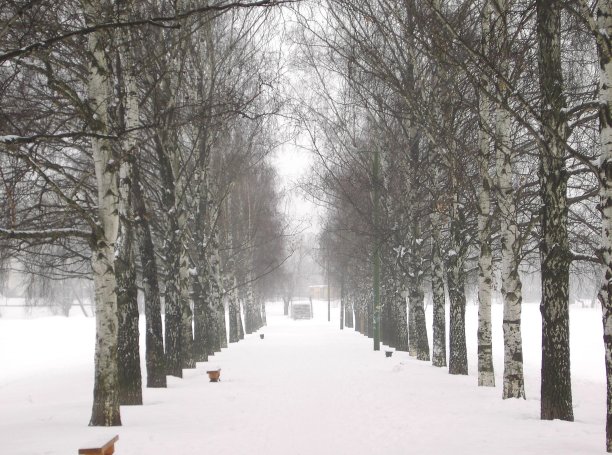 小巷的桦树图片下载
