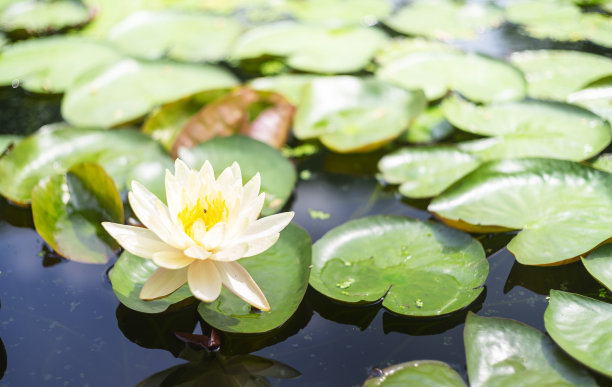 特写荷花图像照片图片下载
