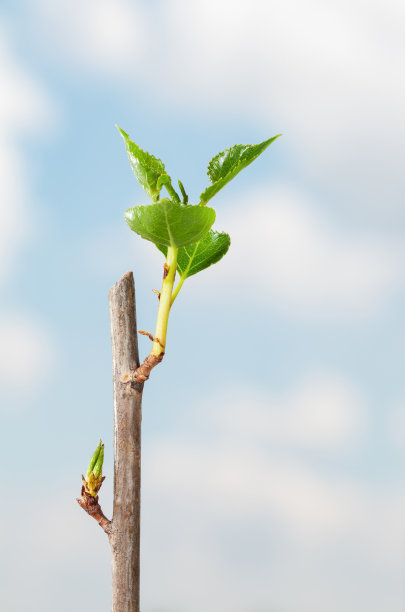 绿色的嫩芽从树枝上冒出来图片下载