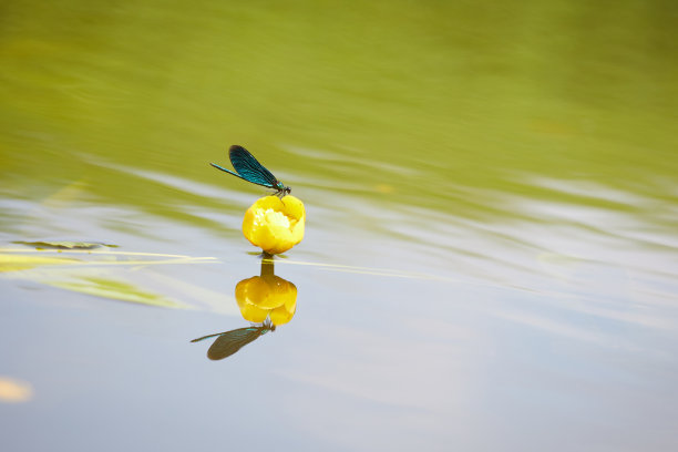 河上的蜻蜓。夏天的水生昆虫图片图片下载
