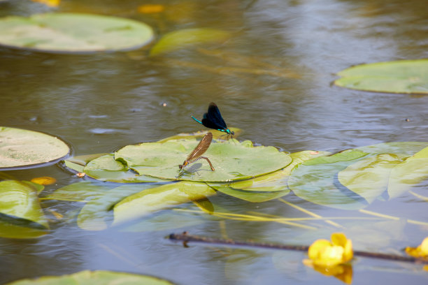 河上的蜻蜓。夏天的水生昆虫图片图片下载