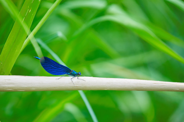 河上的蜻蜓。夏天的水生昆虫图片图片下载