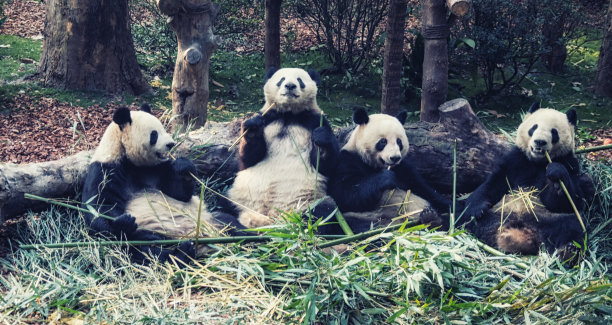 中国成都，一群吃竹子的大熊猫图片下载