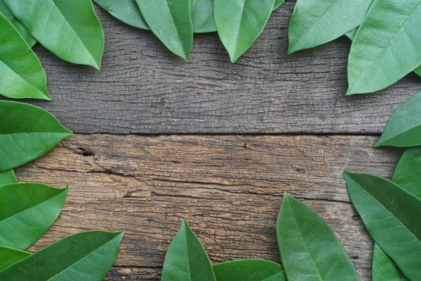 绿叶图案纹理排列成画框背景，热带自然墙纸概念，复制空间图片下载