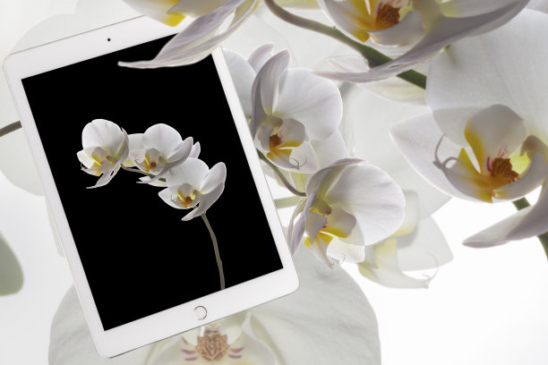 三朵白兰花在黑屏平板上图片下载