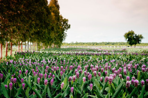 粉红色的暹罗郁金香花，夏天的郁金香图片下载
