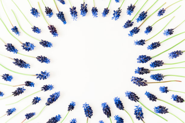 春天的时间框架组成与蓝色的花在白色的背景。平躺，俯视图。图片下载