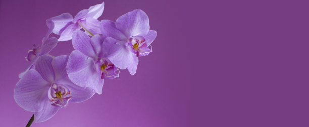 盛开的兰花在紫色的背景雨点图片下载