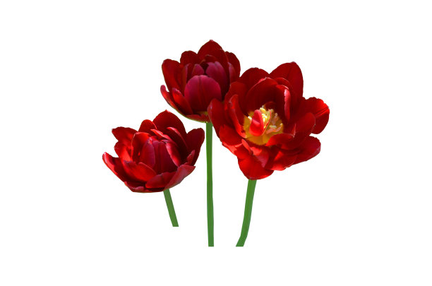 春天是红色的郁金香图片下载