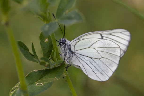 蝴蝶宏花自然图片下载