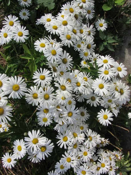 白色的雏菊盛开着图片下载