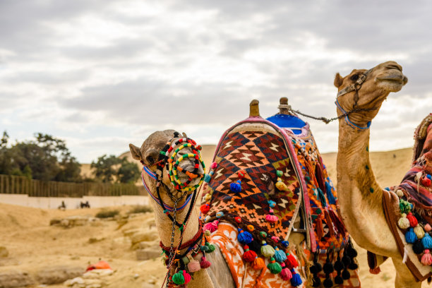 埃及吉萨大金字塔附近的骆驼图片下载