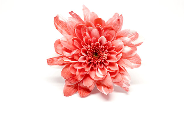 美丽的花在白色孤立。图片下载