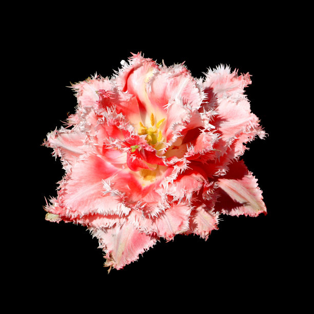 郁金香流苏麦克点孤立在黑色背景。图片下载