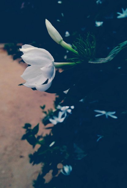 晚上花图片下载