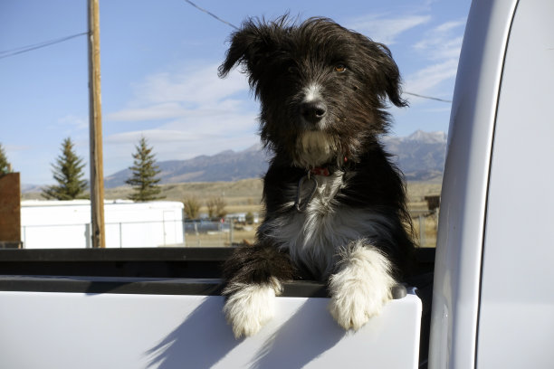 小货车里的狗图片下载