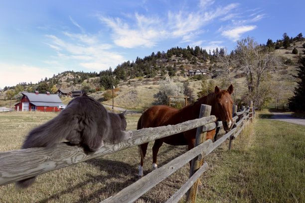马和谷仓猫图片下载