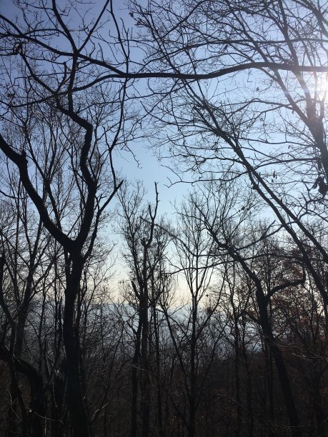 树木长高图片下载