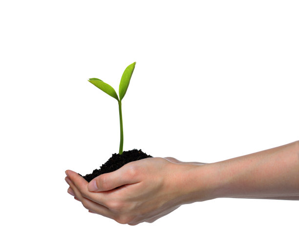 手握和照顾一个绿色的年轻植物孤立在白色的背景图片下载