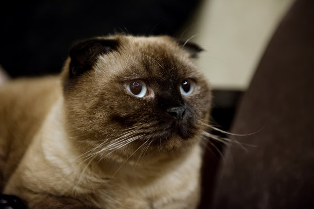 宠物肖像图片下载